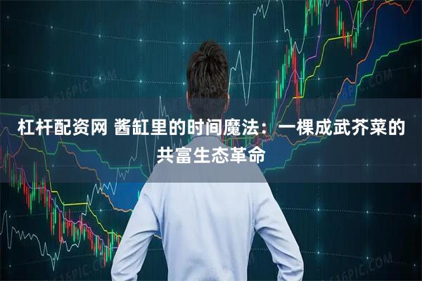 杠杆配资网 酱缸里的时间魔法:一棵成武芥菜的共富生态革命